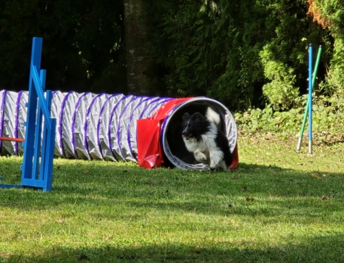 Agility
