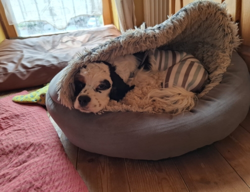 Freitzeitgruppe fällt am 10.08.25 aus