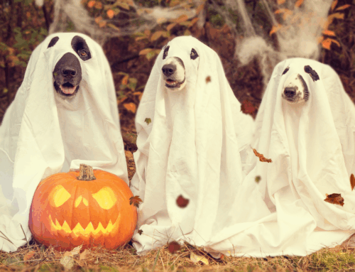 Gruselwanderung zu Halloween